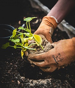 Gardening